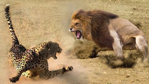 LION VS LEOPARD WHO WILL WIN