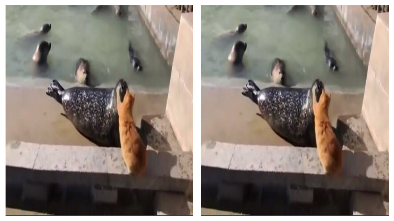 Funny video, cat vs seal🤣🤣