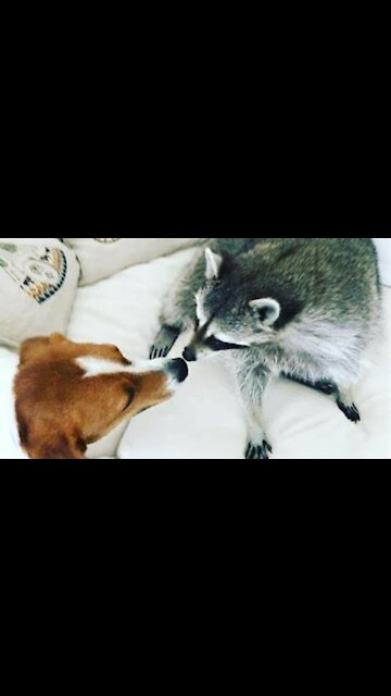 Cute and gentle dog playing with a playful raccoon