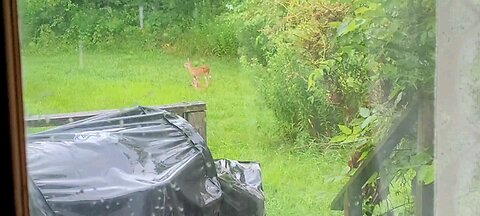 Out our Kitchen Window on this Rainy 4th Of July 2024