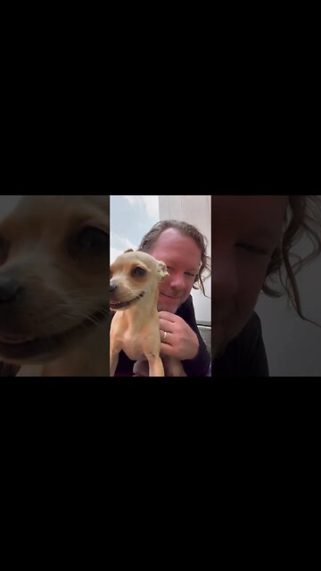 Puppy Love #chihuahuababy #chihuahuapuppy #chihuahua #chihuahuafanatics #puppyvideos #sweetdog #pup