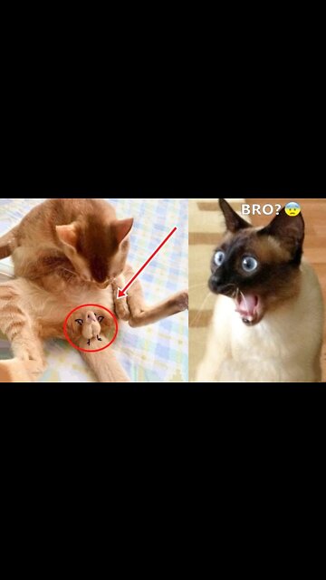 Funny Cat reaction 🐱