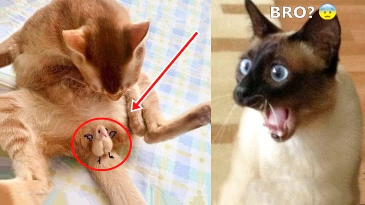 Funny Cat reaction 🐱