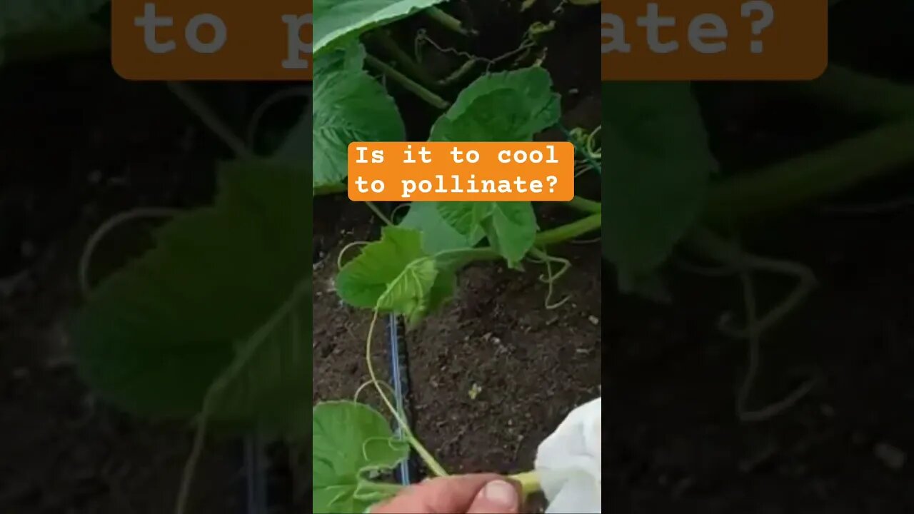 Giant Pumpkin best temp to pollinate #pumpkins #giantpumpkin #bubba