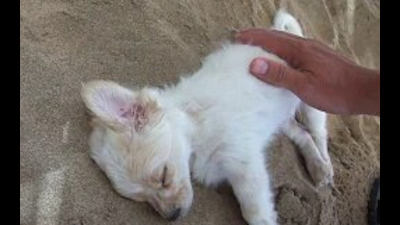 Cute puppy in the beach bar on Rhodes island