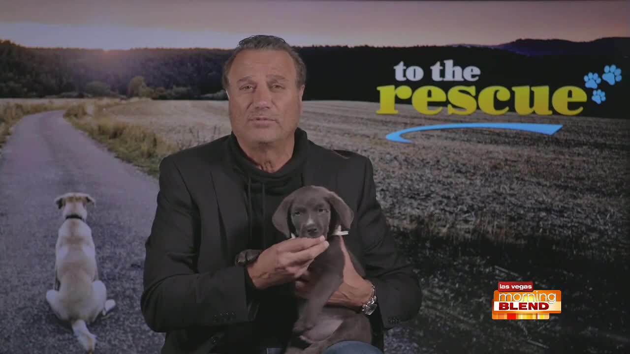 "To The Rescue"