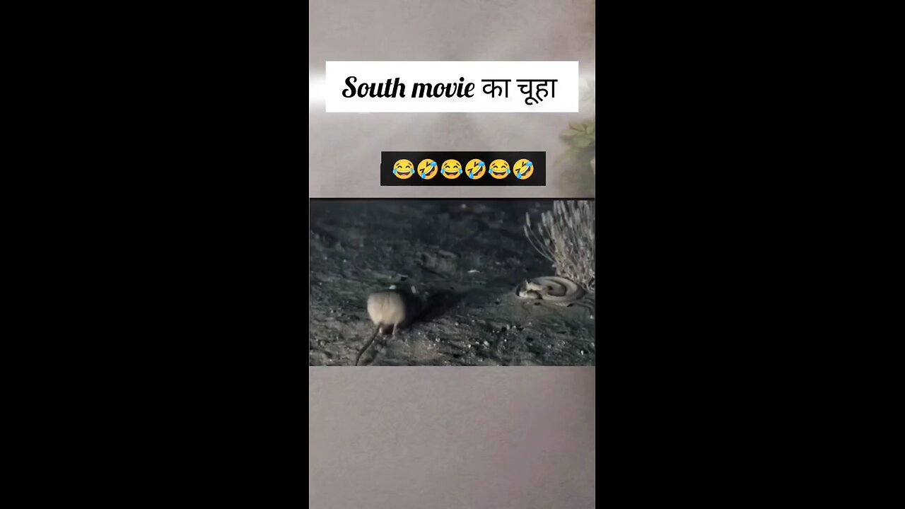 South Indian Rat