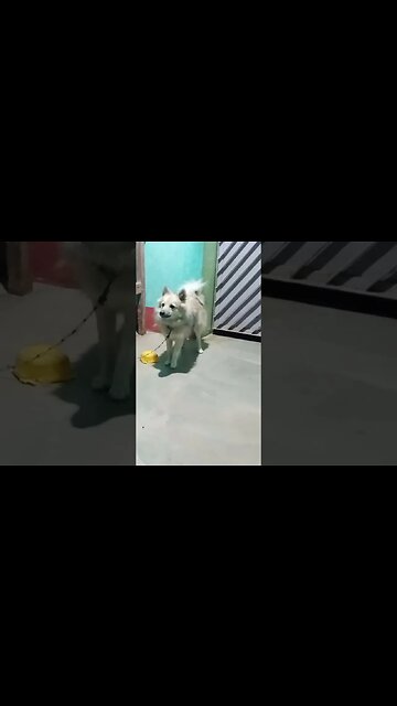 puppy begging for food #shorts #short #dog