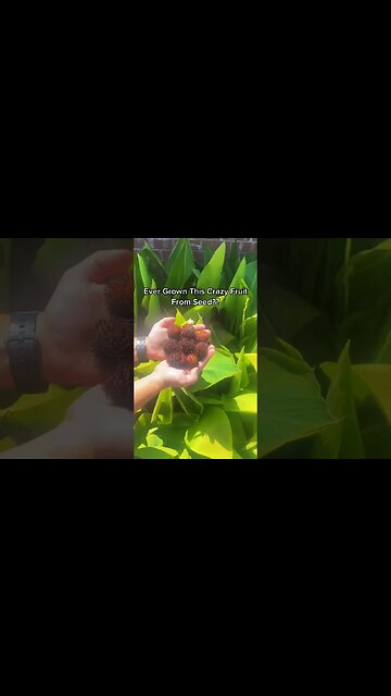 Growing the Forbidden Dragon Eye Fruit? See How It's Done!