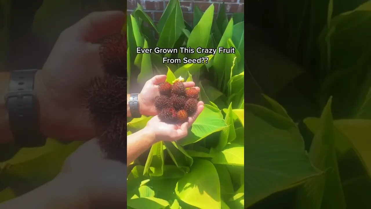 Growing the Forbidden Dragon Eye Fruit? See How It's Done!