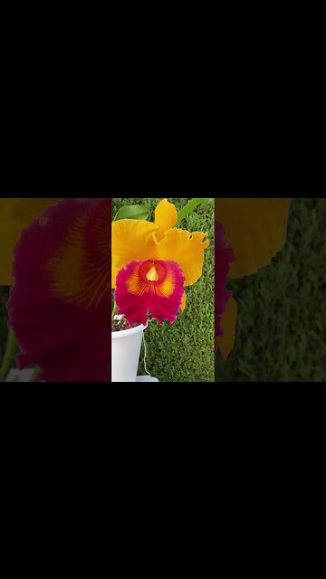 🔝 MASSIVE 🤩 Cattleya Hybrid in BLOOM 🥳 Goodlife No.1 👍🏼 #ninjaorchids #shorts #cattleya #orchids