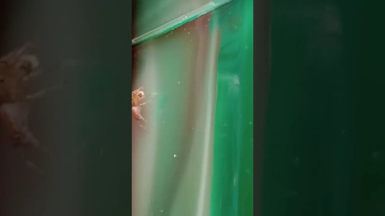 I'm not Snoop Dawg but .... (cue the 🎵 ) ... "watch out, here comes the spider man" 🎶🎼🎶