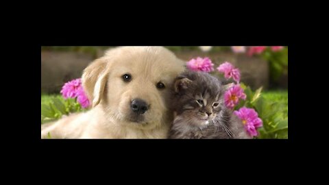 Cutest Pets Animals Videos Cute Dogs and Cats