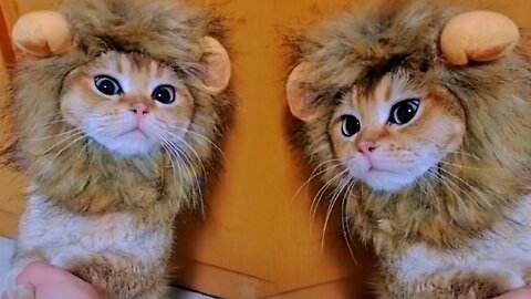 Shy and cute little lion