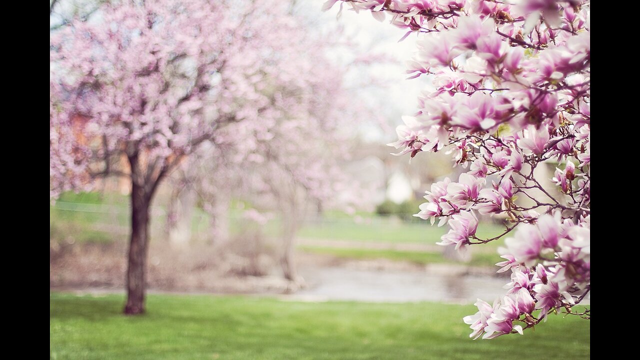 "Floral Symphony: Captivating Beauty of the Natural World"🌻🌳 flower video | Amazing nature |