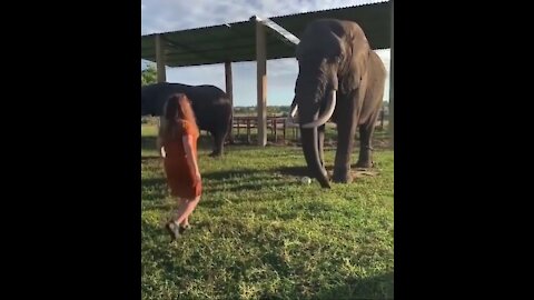 elephant plays football!