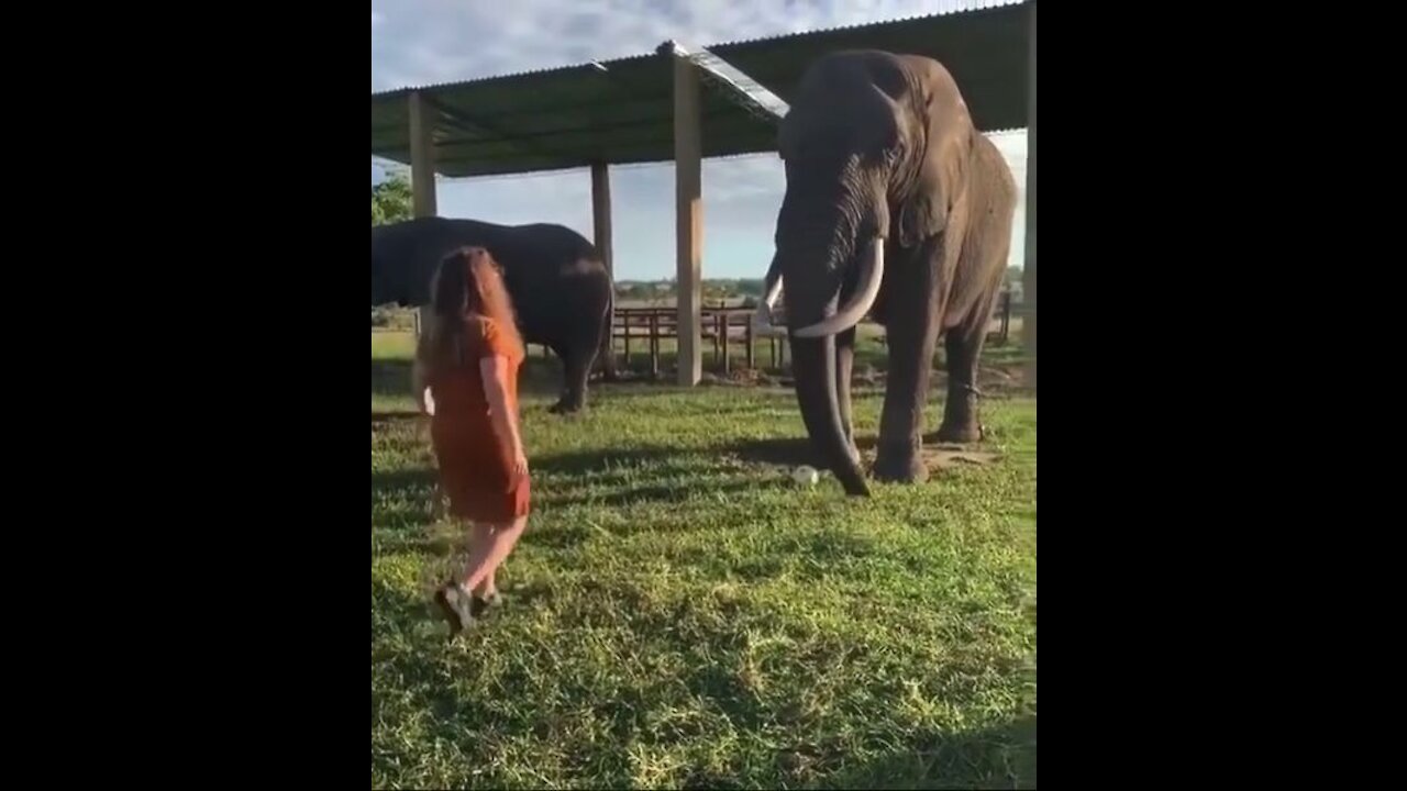 elephant plays football!