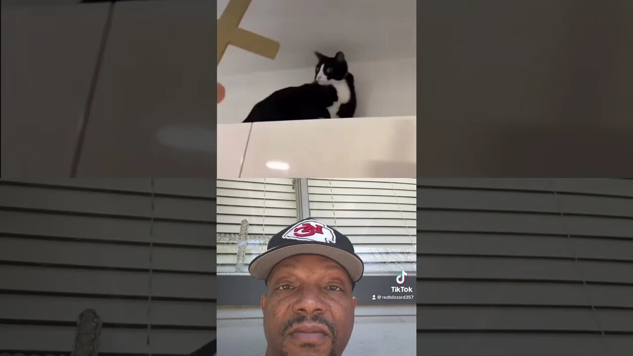 That cat gotta go.