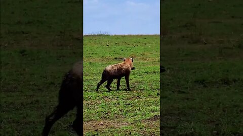 Hyena Ordered From The Takeaway Menu #shorts | #ShortsAfrica