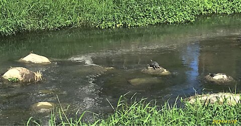 21_1119 綠川-旱溪