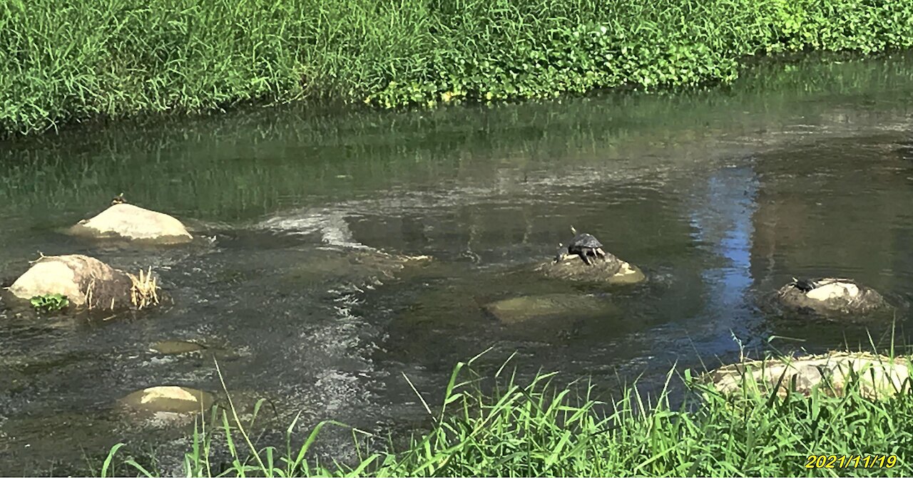 21_1119 綠川-旱溪