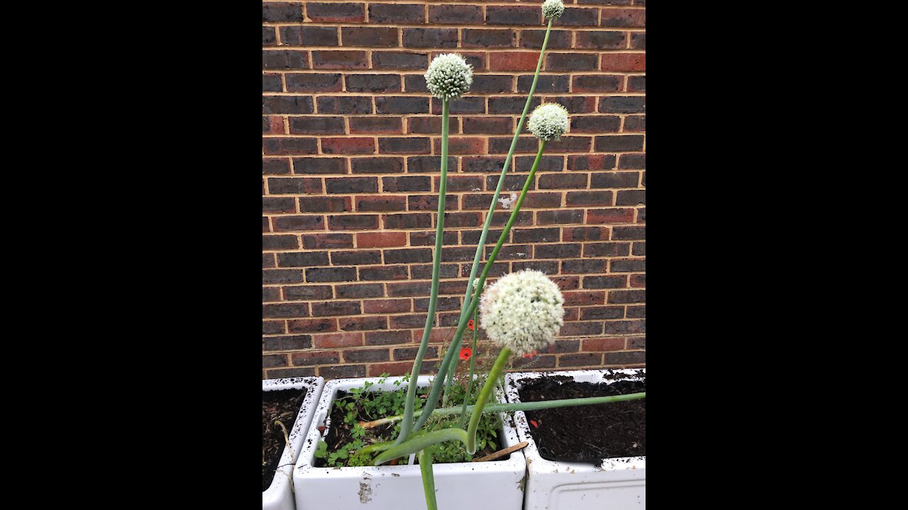 Seed Saving - Onions, Spinach (and Poppy)