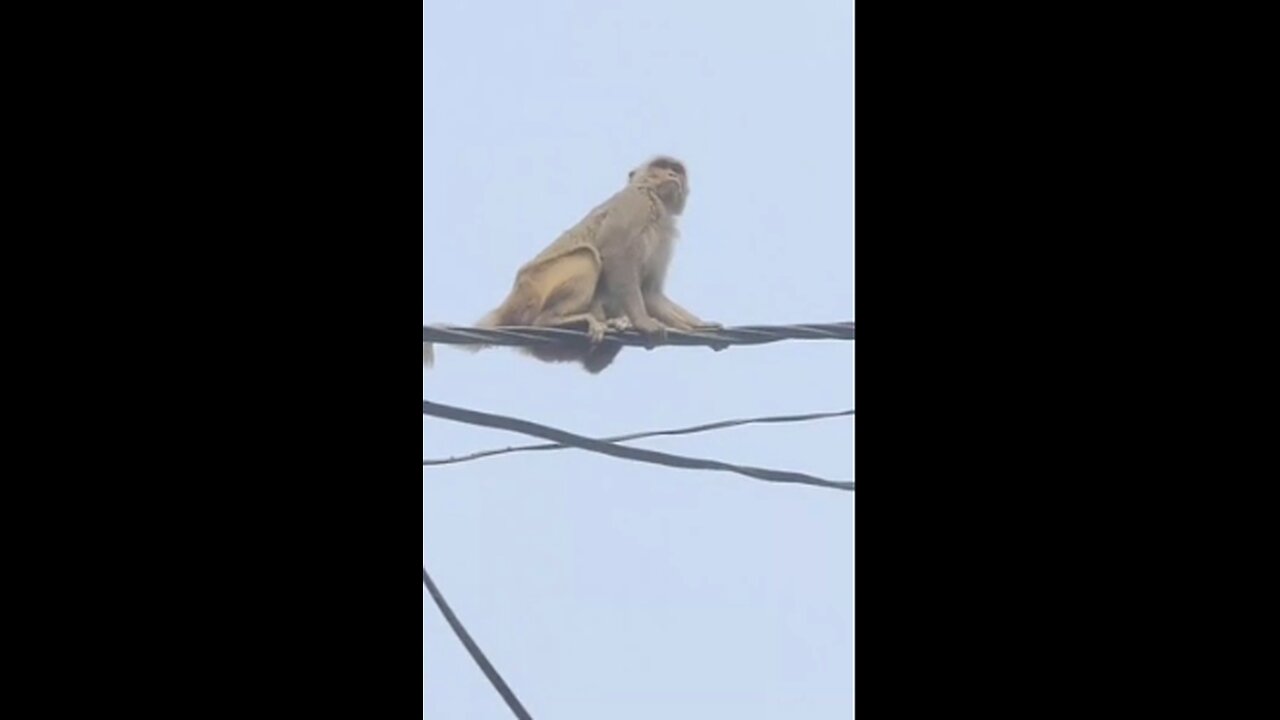 The Funniest Monkey Videos That Will Make You Laugh Hard