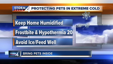 Animals most at risk in the cold