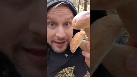 Two Perfect Porcini Mushrooms #mushrooms #foraging #fungi