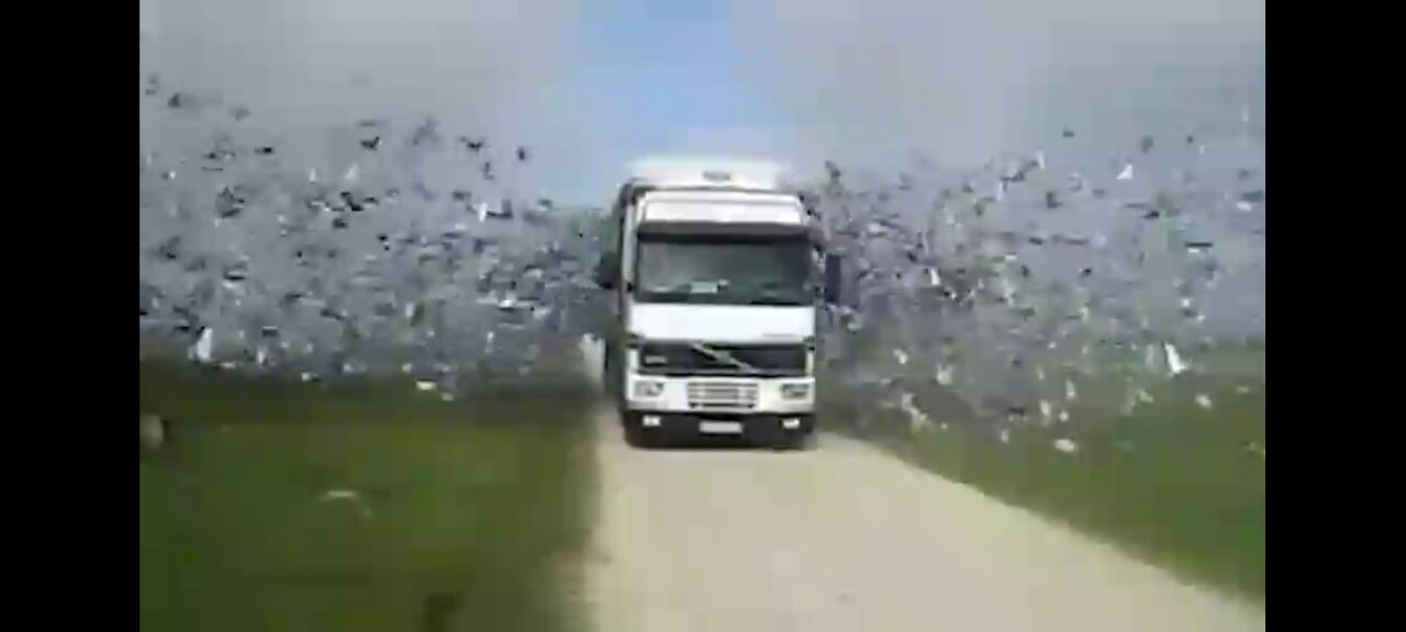 Millions Of Birds Being FREED For The First Time