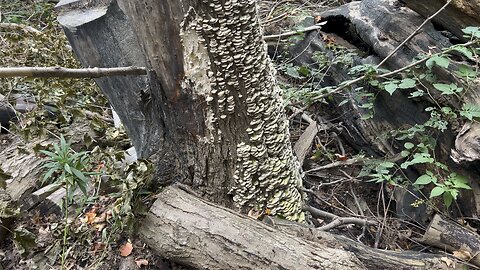 Tree mushrooms or fungi 😂