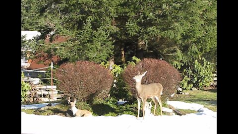 deer playing hide and seek