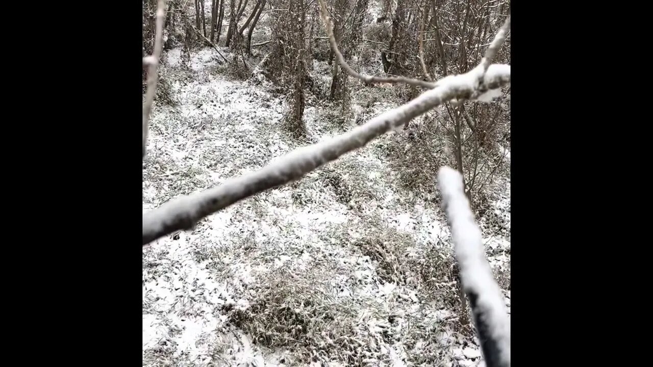 Successful opening day Deer 🦌 Hunt