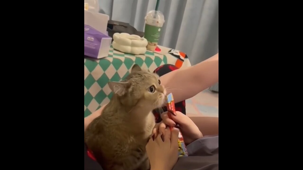 Cute Cat's enjoy its favorite food