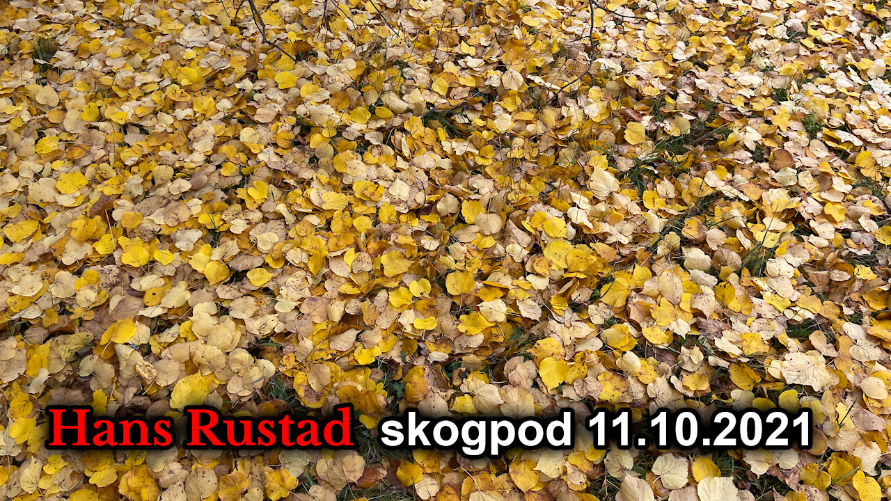 Skogpod 11. oktober: Document radio?