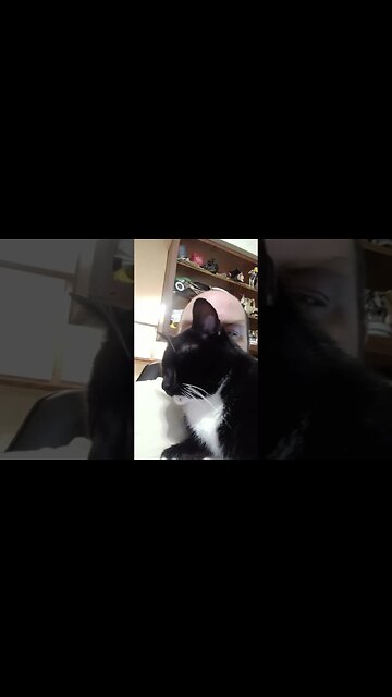 I am human cat bed #shortsvideo #shortsfeed #youtubeshorts #cat #catvideos