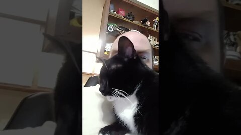 I am human cat bed #shortsvideo #shortsfeed #youtubeshorts #cat #catvideos