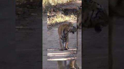 😱🐅Tiger Attack🐅👑