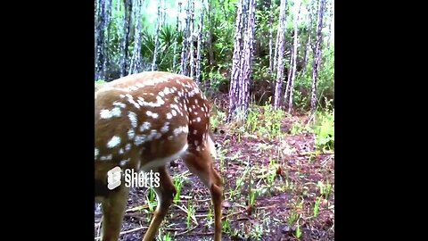 Fawn #trailcam