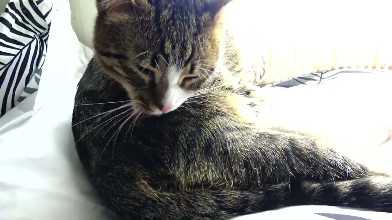 A Sun Spot is the Best Bathing Location for the Cat
