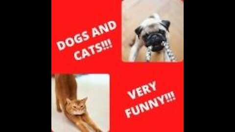 Funny Dogs and Cats - These are awesome Funny Pet Animal Videos