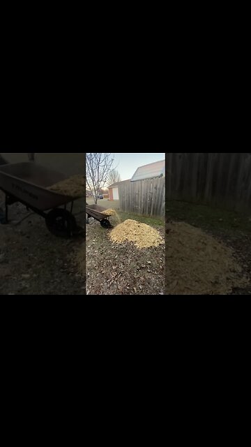 COLD HARDY FIG TREES!!