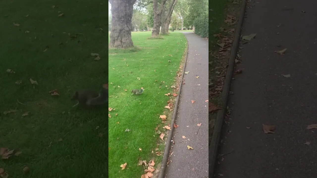 Cute squirrel comes to me and my kids looking for food-it is used to people-day in the park