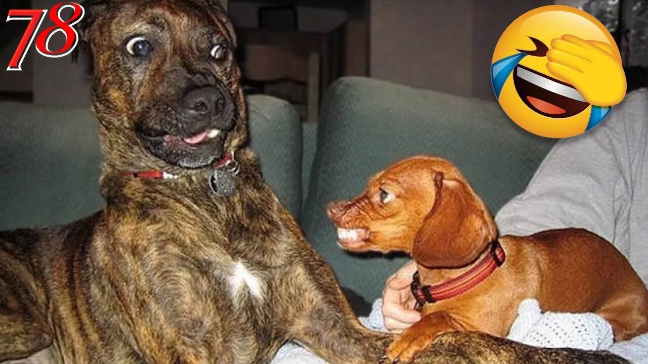 funny Animals Video 🤣😜 New Funniest Animals 🤣 2023 Part 78
