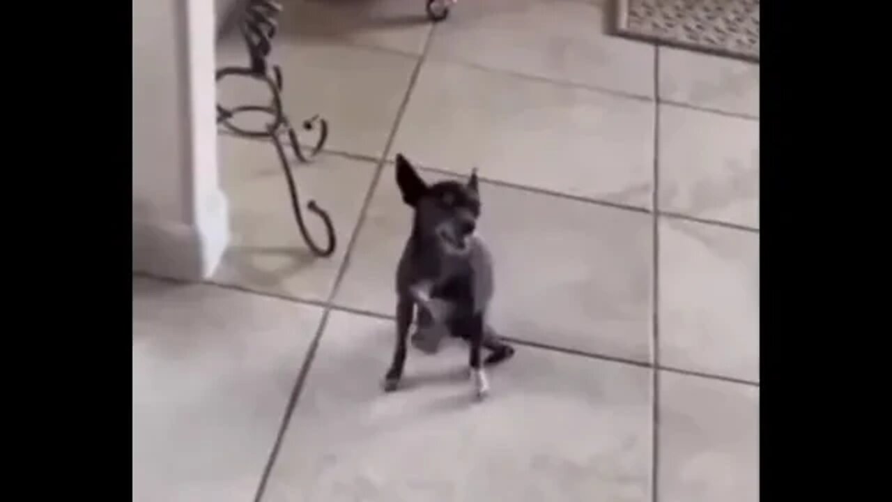 sneeze dog
