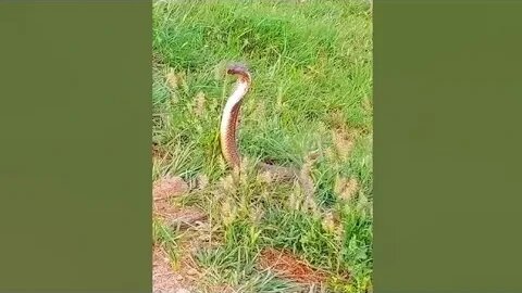 Saanp (Snake) Nikal aya khet se 😲😲