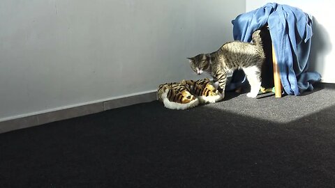 Cat Reaction to Seeing Tiger Head Shoes for the First Time