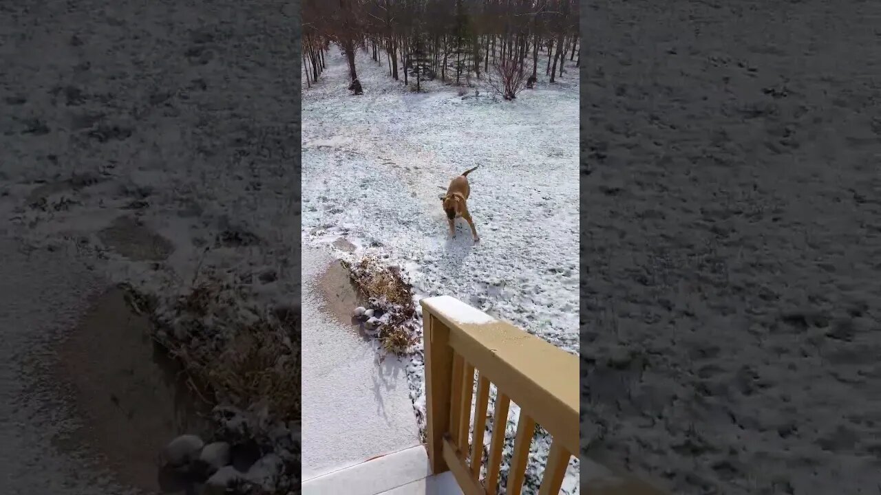 dog excited by snow