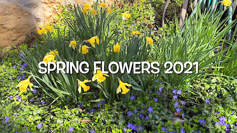 Spring Flowers 2021