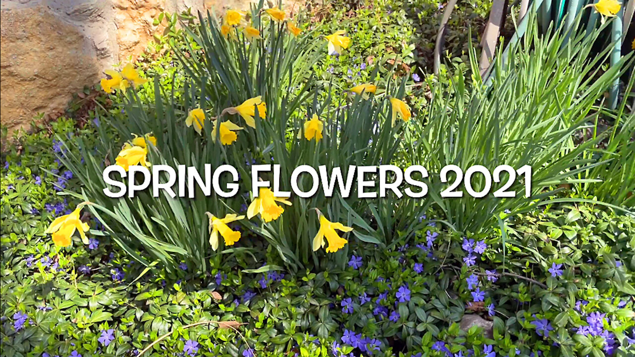 Spring Flowers 2021